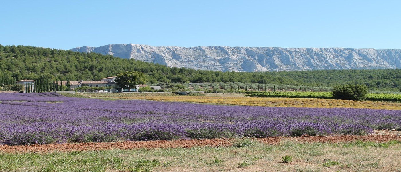 Local wine travel expert in Provence, France